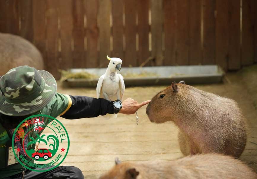 Thuê xe đi zoodoo Đà Lạt