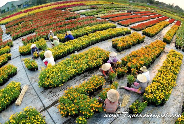 Lễ hội Festival hoa Sa Đéc 2024 - Điểm nhấn mùa xuân