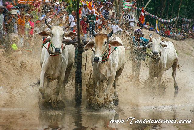 Lễ hội đua bò Bảy Núi An Giang
