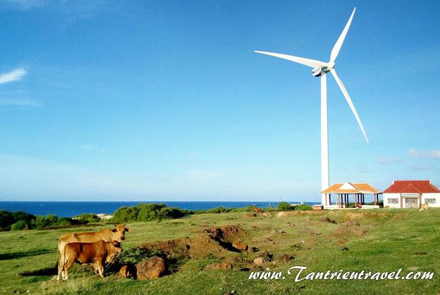 Những cánh đồng điện gió ở Bình Thuận