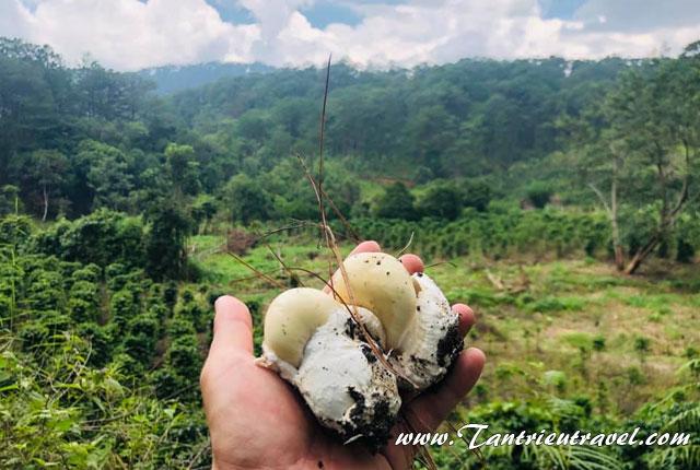 Thuê xe đi Đà Lạt mùa hái nấm