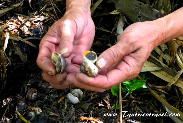 Săn lộc trời ốc núi Tây Ninh