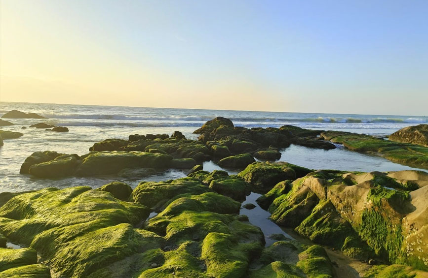 Cổ thạch đẹp nhất mùa rêu