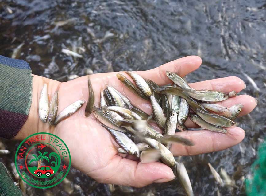 Cá linh non đầu mùa