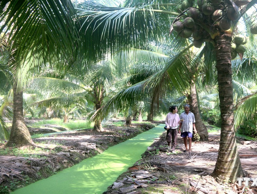 Vùng trồng dừa tại Cầu Kè - Trà Vinh