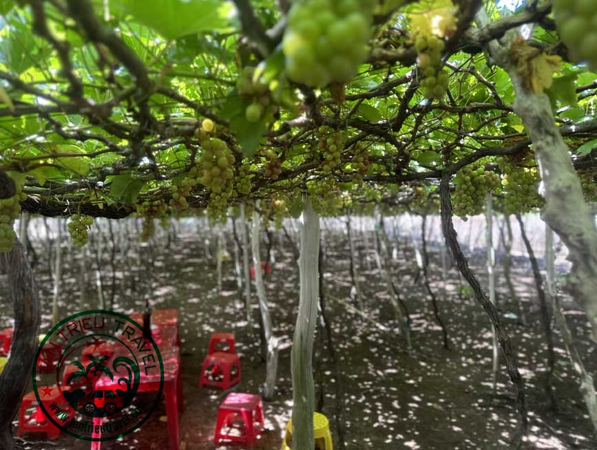 Lưu ý khi tham quan vườn nho