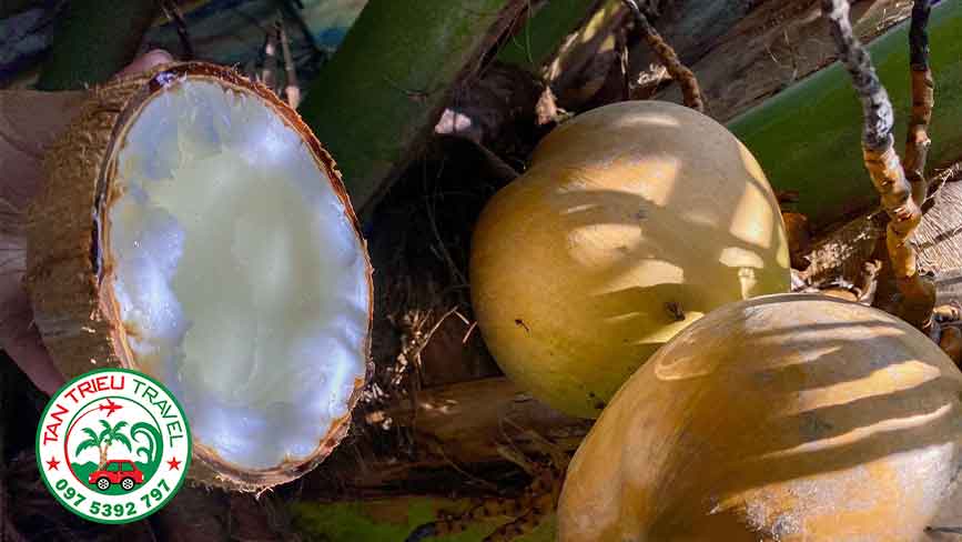 Tận hưởng những trái dừa sáp chỉ có tại Trà Vinh