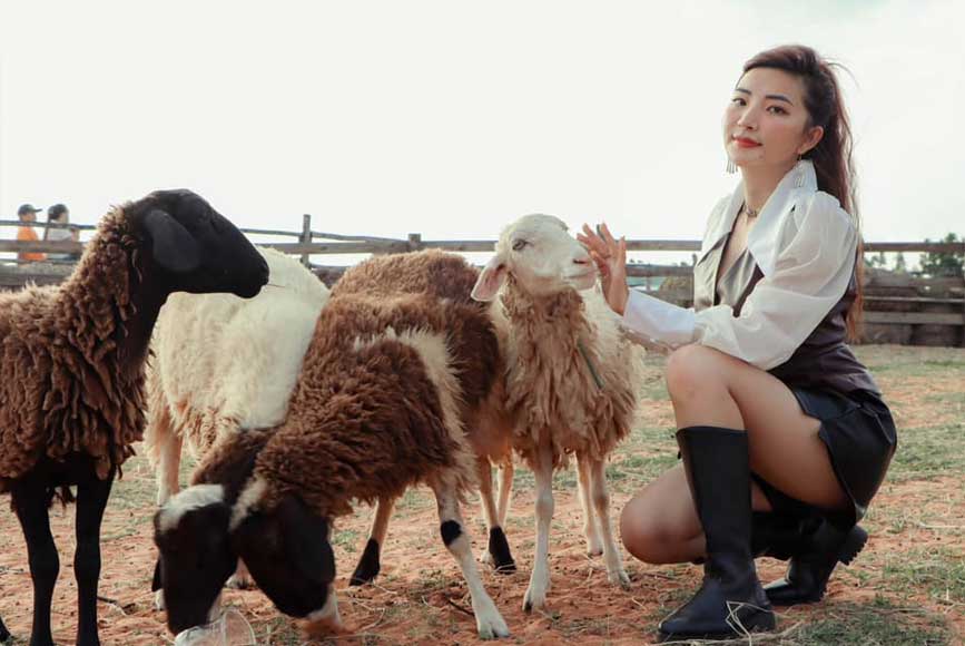Tạo dáng cùng những chú cừu dễ thương
