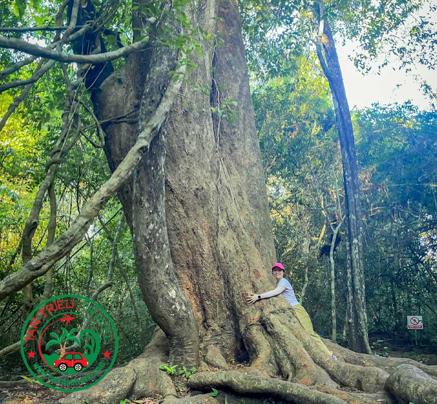 Cây Gõ Bác Đồng