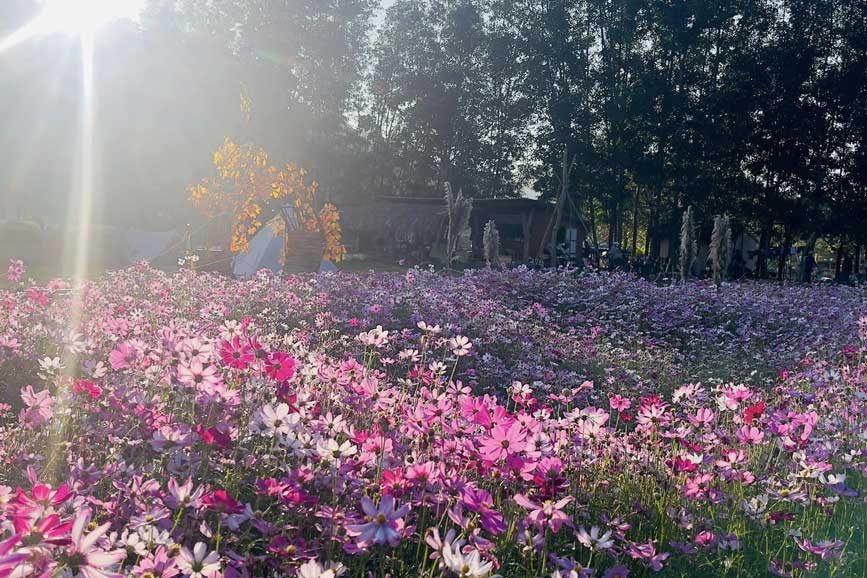 Lung linh vườn hoa La Ngâu