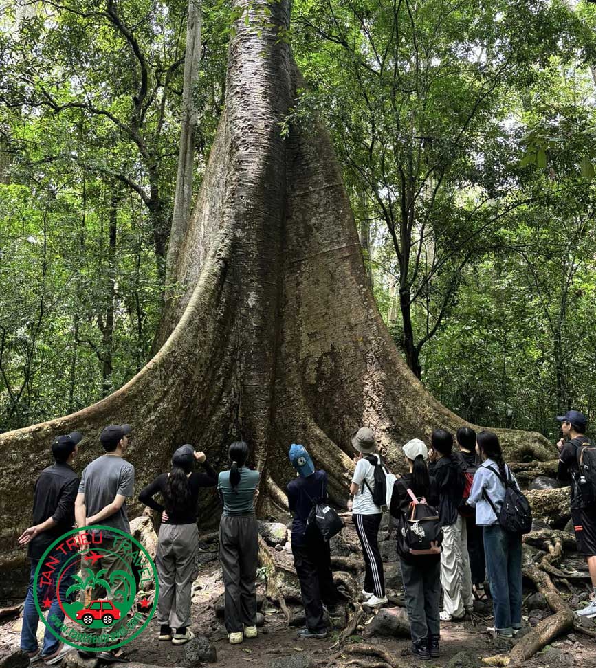 Ngắm cây si trăm tuổi