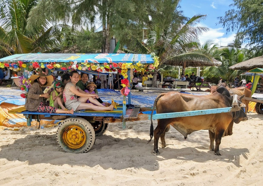 Cưỡi bò trên biển Cam Bình