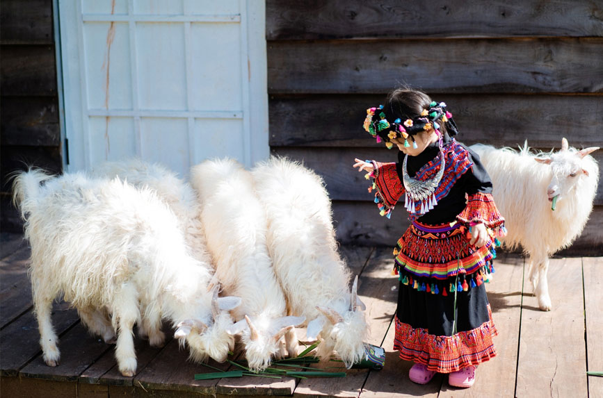 Cho thú cưng ăn tại cực dễ thương