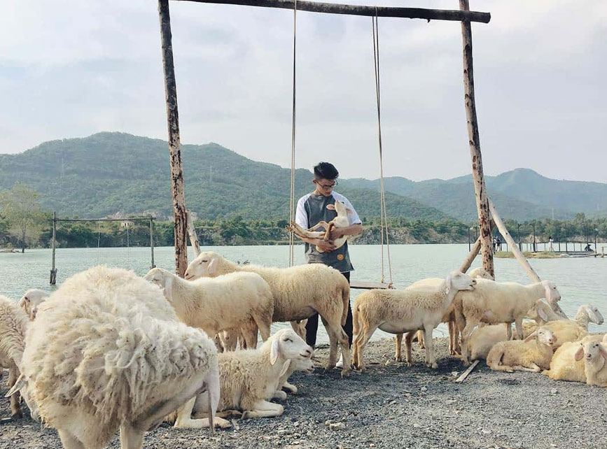 Chụp hình cùng bầy cừu ở Hồ Đá Xanh