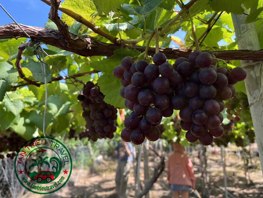 vườn nho kẹo vào mùa thu hoạch