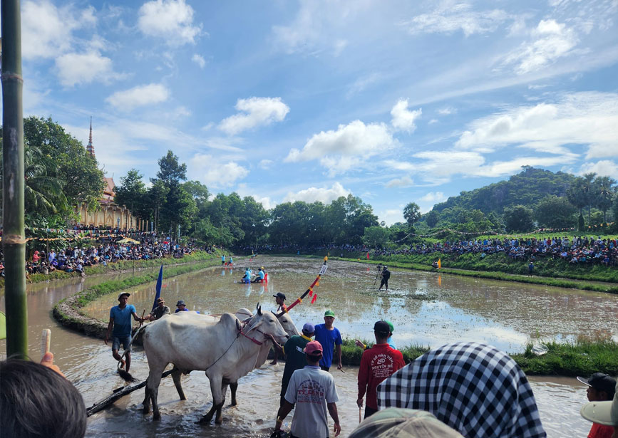 Đua bò vào trường đua