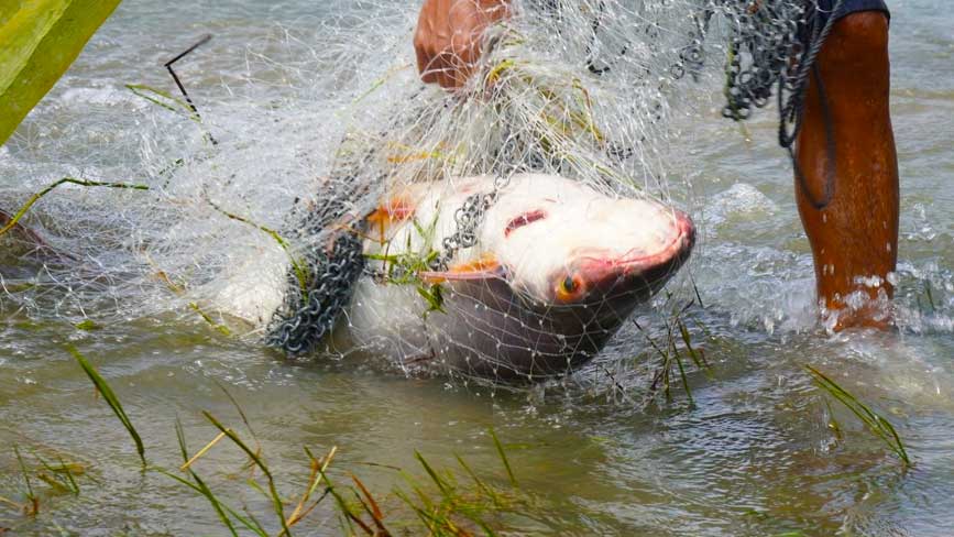 Săn cá khủng trên hồ Trị An