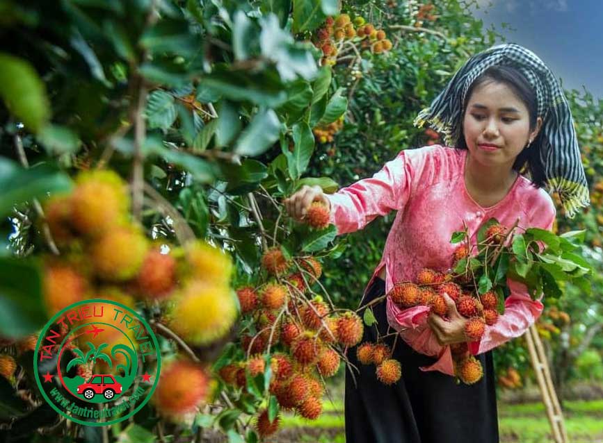 Chôm chôm là thương hiệu của thành phố Long Khánh