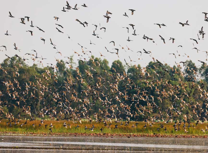 Săn ảnh là hoạt động được yêu thích khi đến Tràm Chim