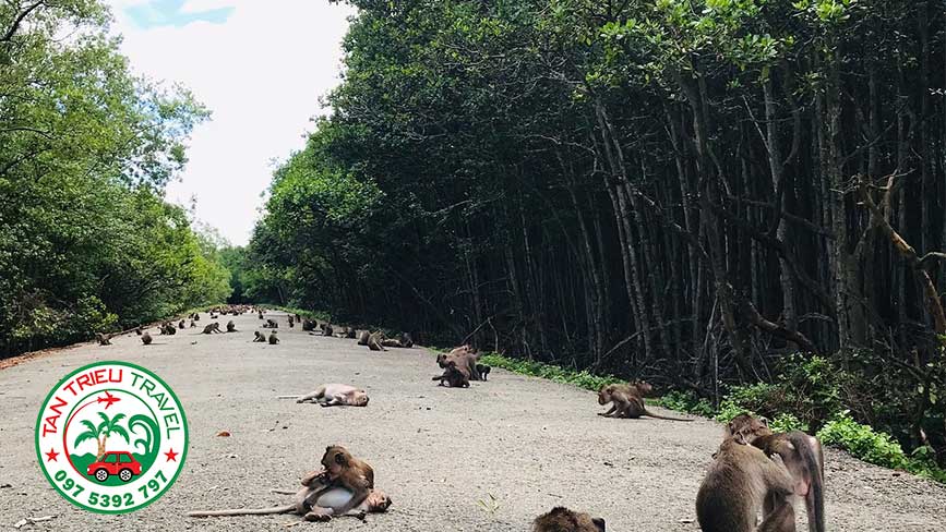 Những chú khỉ hoang dã tại đảo Cần Giờ