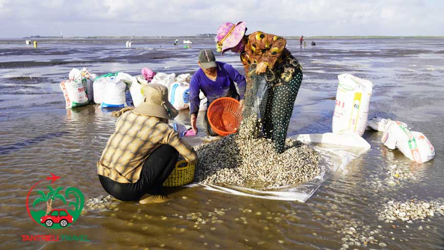 Cào nghêu ở biển rạch bùn