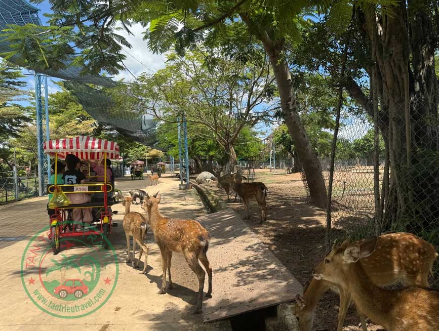 Đặt xe đi Safari Mỹ Quỳnh