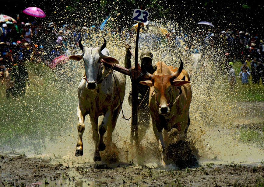 Đua bò tạo hiệu ứng bắn tung bọt nước trong một khung hình