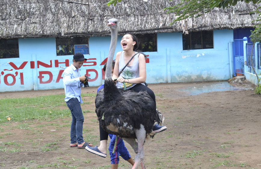 Đua Đà Điểu - bộ môn mạo hiểm tại Vinh Sang