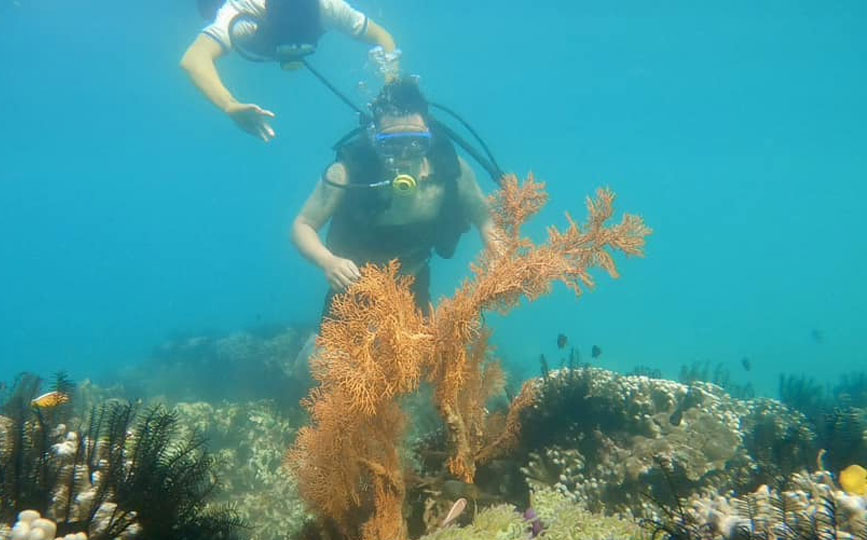 Lặn ngắm san hô dưới đáy biển