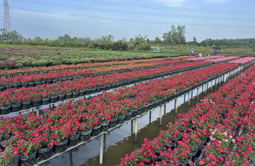 Tham quan vườn hoa đẹp chào xuân