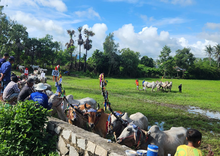 Các cặp bò đang bốc số