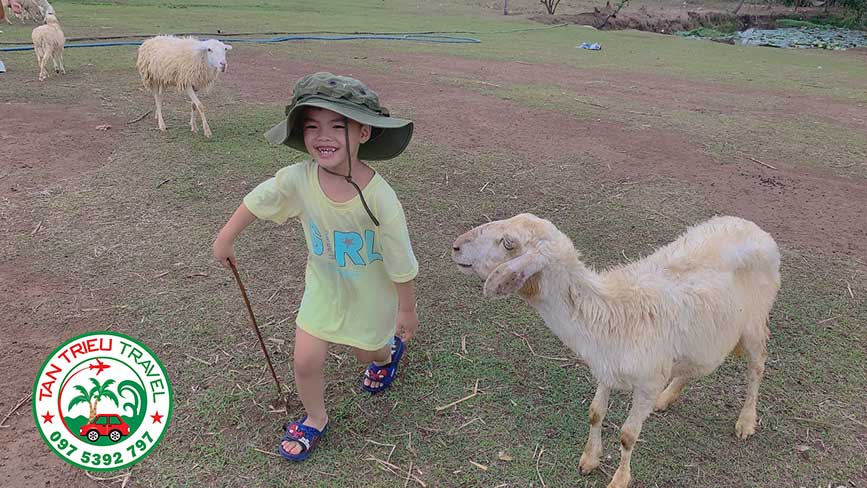 Đồi Cừu Suối Nghệ là điểm thu hút các em trẻ