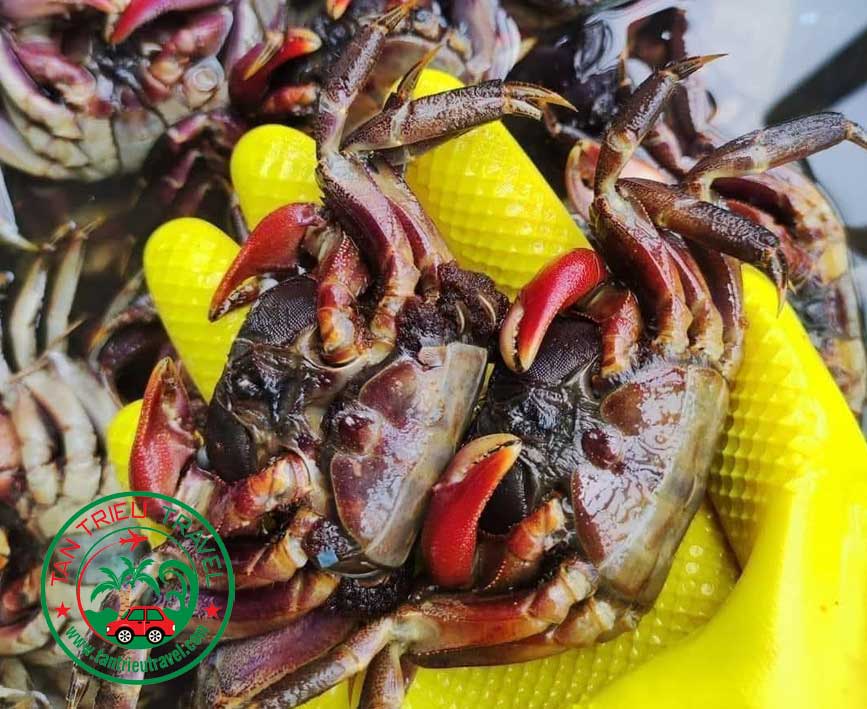 Mắm Ba Khía Rạch Gốc