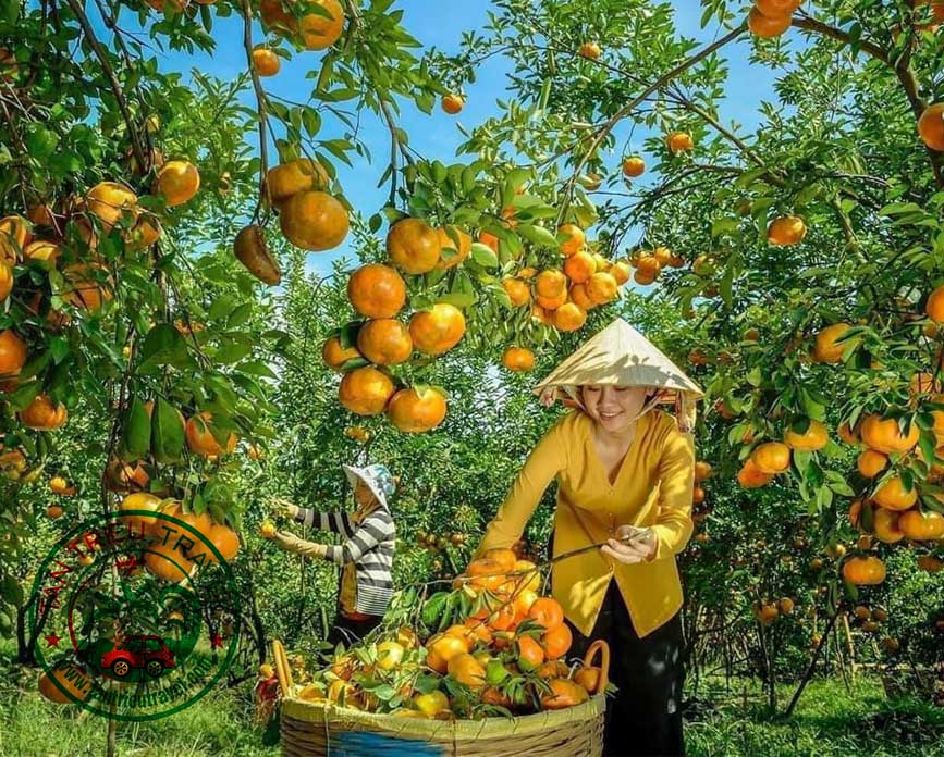 Quý Hồng Lai Vung - đặc sản trứ danh Đồng Tháp