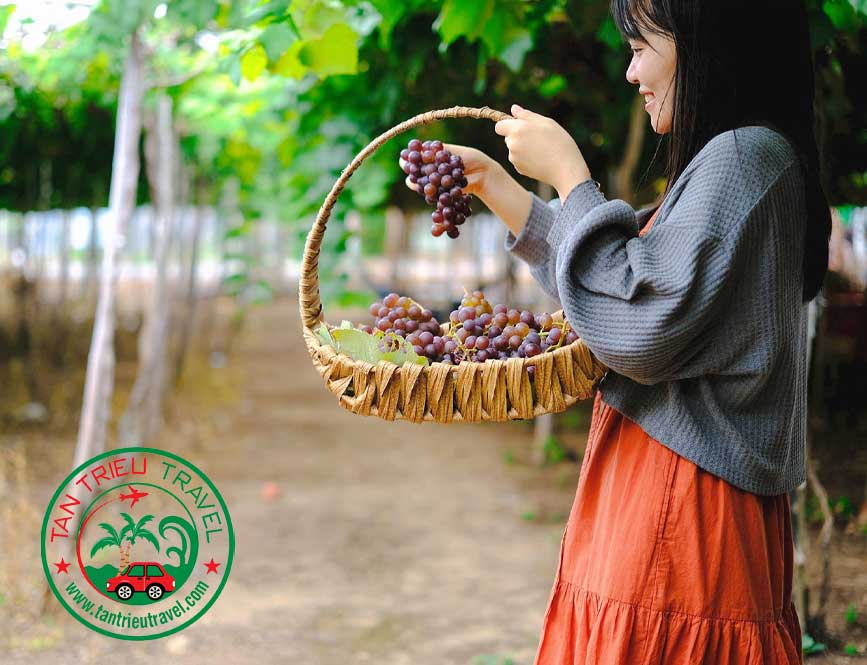 Hái nho trong vườn