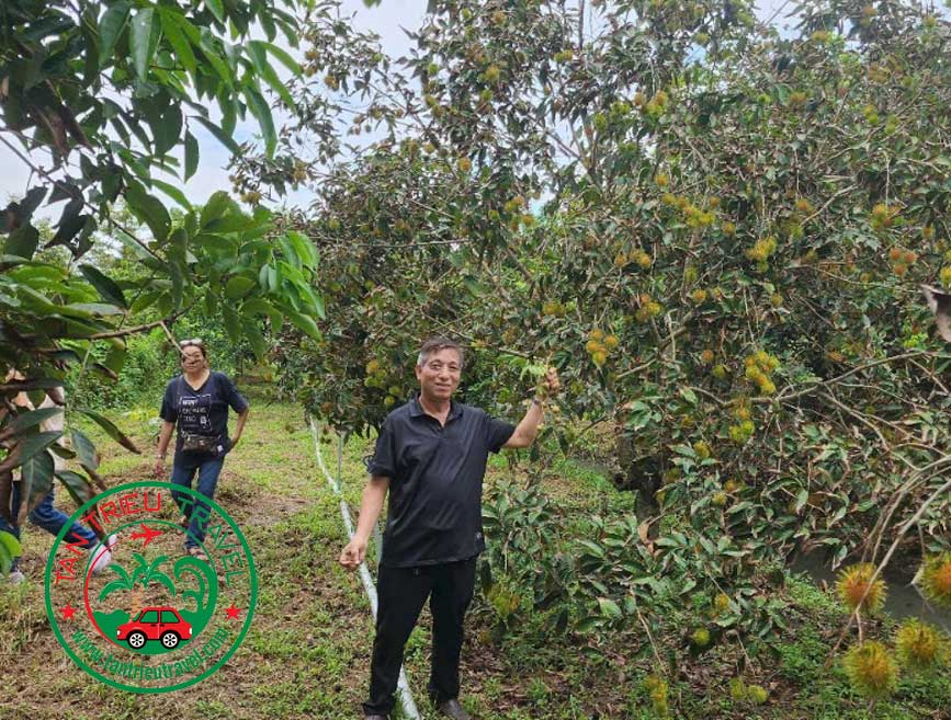 Du khách ghé vườn chôm chôm Bến Tre