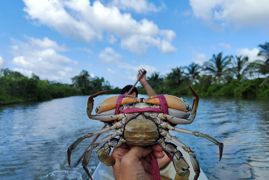 Cua là đặc sản vùng đất Cà Mau