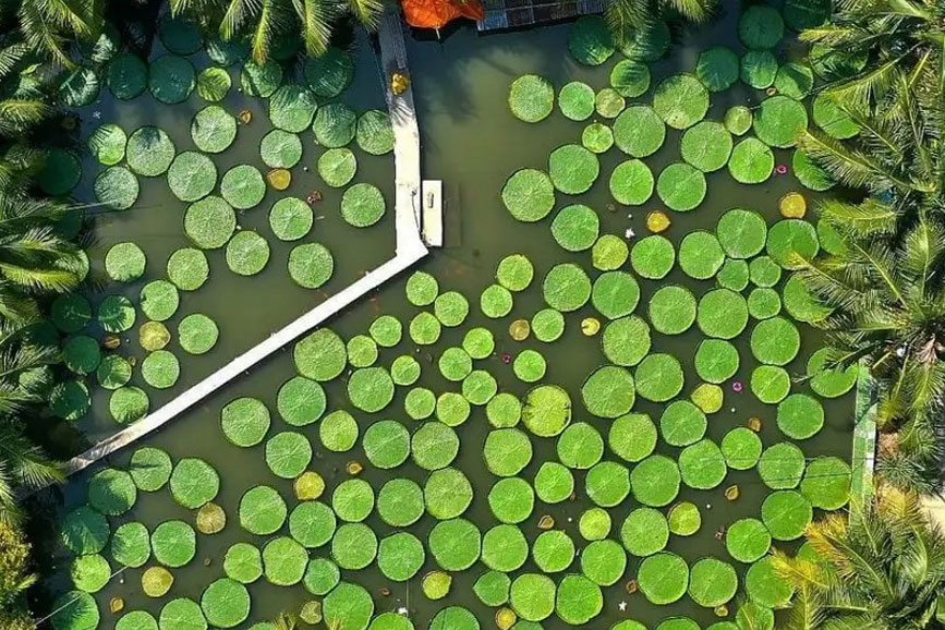 Hồ sen khổng lồ được chụp từ trên cao