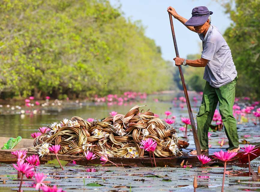 Mùa thu hoạch súng