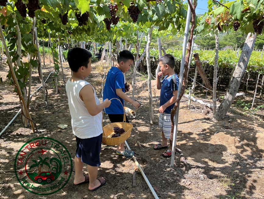 Cắt nho trong vườn nho kẹo