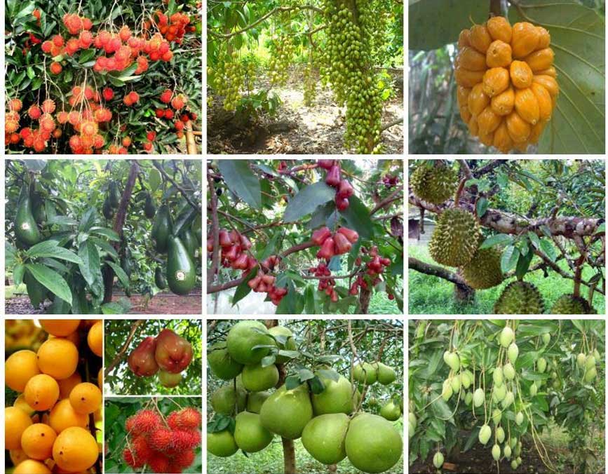 Tham quan vườn trái cây Long Khánh