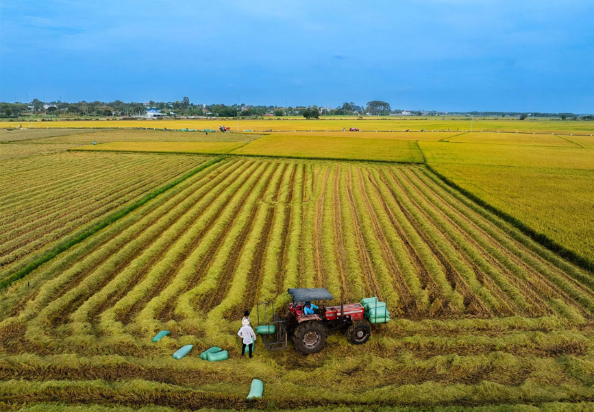 Hẹn lại các bạn vào mùa lúa mới