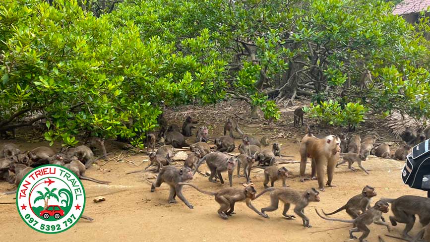Chào đón đoàn là đàn khỉ nuôi thả tự nhiên tại Rừng Sác