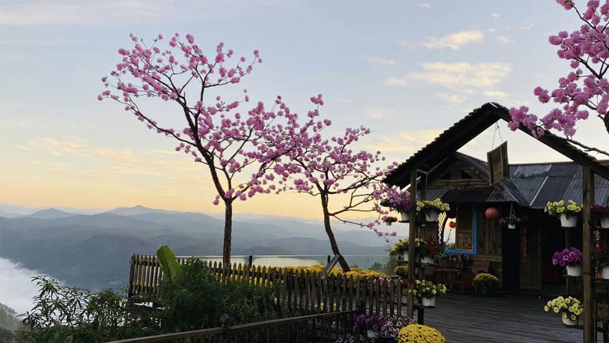 Cảnh đẹp Đà Lạt 4 mùa theo sắc hoa